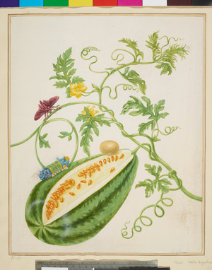 Watermelon vine with Acharia moth (watercolour on vellum), 1703-