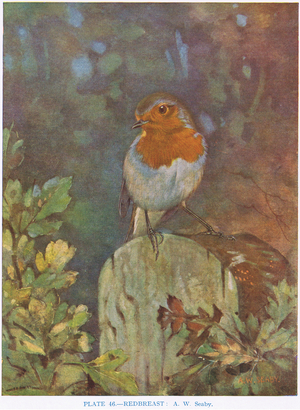 Redbreast, illustration from 'British Birds' by Kirkman & Jourdain, 1966 (colour litho)