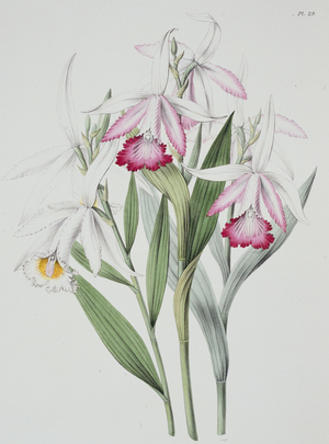 Orchid: Sobralia liliastrum from "Sertum Orchidaceum", 1838 (engraving)