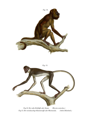 Red Howler Monkey, 1860 (colour litho)