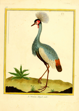 Royal Bird, male (print)