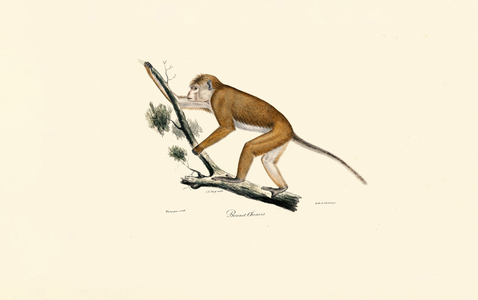 Tibetan Macaque, 1824 (hand-coloured litho)