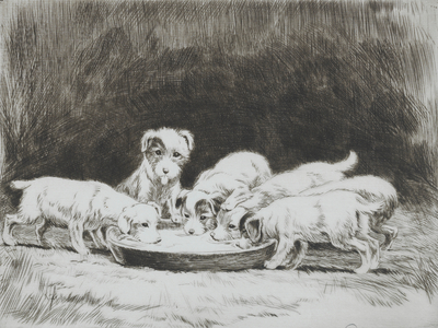 Sealyham puppies (etching)