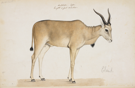 Eland
'Taurotragus oryx'