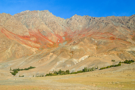 Himalayan mountain side covered in dying back orange/yellow vegetation of Aconogonum tortuosum (used for dysentery in trad. Tibetan medicine) in early morning autumn light, line of poplars & willows in foregnd., high-altitude desert
nr.  Khumbathang, Suru Valley, Kargil District, Ladakh, Jammu & Kashmir, India