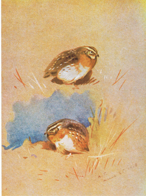 Common Partridge studies, pub. by Book Club Associates, 1972 (colour litho)