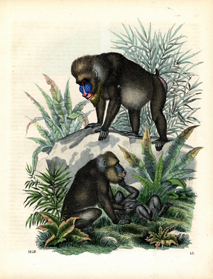 Mandrills in the Tropical Rainforest (hand-coloured litho)