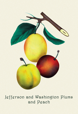 Jefferson and Washington Plums and Peach, 1911 (print)