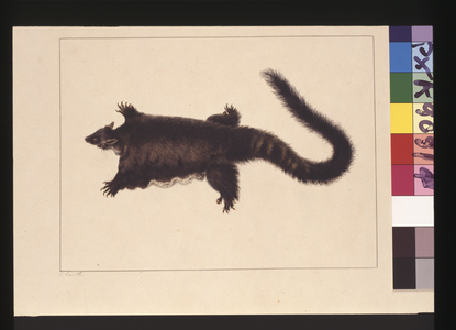 Page 4. Hepoona Roo: Signed l.l. outside frame line S. Smith. Now known as a Greater glider possum, c.1789-90 (w/c)