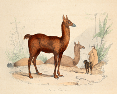 the llama, 18th century (Engraving)