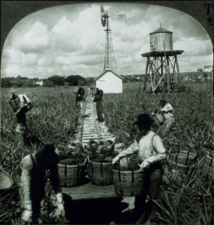 Workers Harvesting Pineapples, Florida, Stereo Photograph, Circa 1900