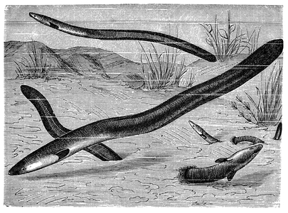 Common Eel