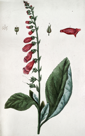 Common foxglove, poison, used in medicine as cardiotonia, 19th century (lithogaph)