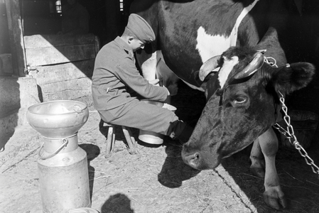 A soldier of the Reichsarbeitsdienst milking a cow, Germany 1930s (b/w photo)