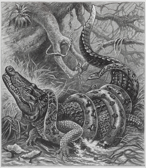 Boa and Crocodile (engraving)