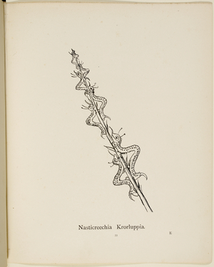 Fictional plant: 'Nasticreechia Krorluppia' . Illustrations from Nonsense Botany, and Nonsense Alphabets by Edward Lear.