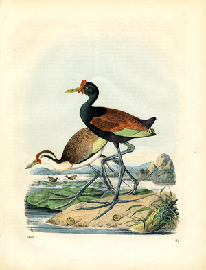 Water Birds at the Lake Shore (hand-coloured litho)