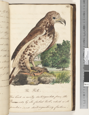 Page 102. The Kite, 1810-17 (w/c & manuscript text)