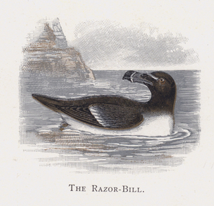 The Razor-Bill (chromolitho)