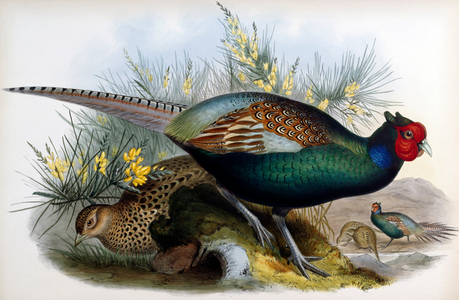 Japanese Pheasant (lithograph)