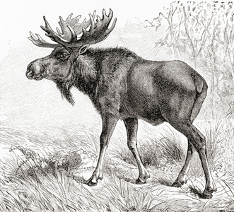 The moose or elk (Alces alces) the largest extant species in the deer family, from Meyers Lexicon, pub. 1927