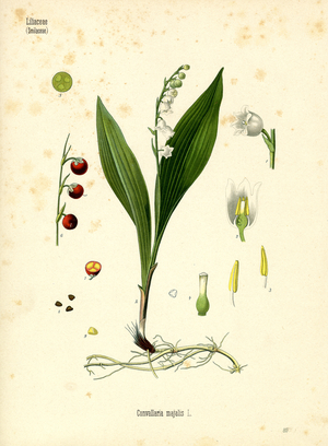 Lily Of The Valley (colour litho)