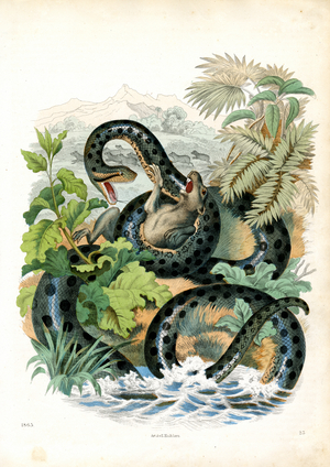 Anaconda with Prey in the Jungle (hand-coloured engraving)