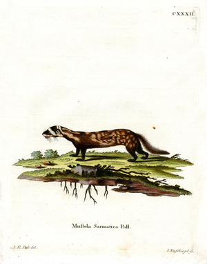 Marbled Polecat (coloured engraving)