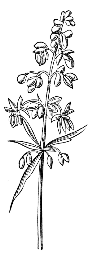 Hemp: male flower
