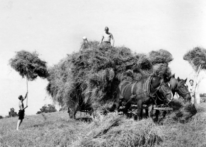 II. WK, HJ in agriculture 1944 (photo)