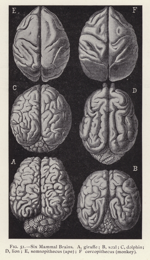Six mammal brains: giraffe, seal, dolphin, lion, ape, monkey (litho)