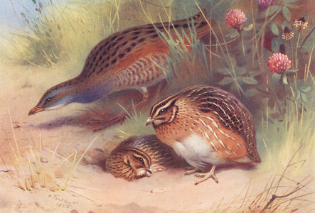 Land-Rail, Quail (male and female) (colour litho)