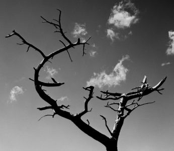 Dead tree, Co Down, Northern Ireland (b/w photo)