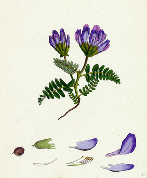 Astragalus Hypoglottis Purple Milk-Vetch