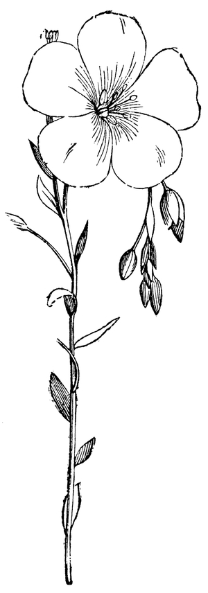 Linseed, flax