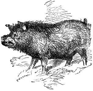 Boar