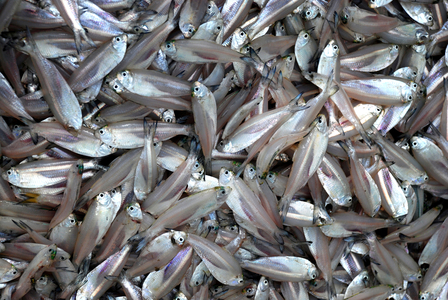 Small fishes are a good source of protein and nutrition. Bangladesh. November 13, 2008.  (photo)