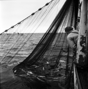Lofoten 1958 fishing outside Svolvær. Ocean …, 1958 (photo)
