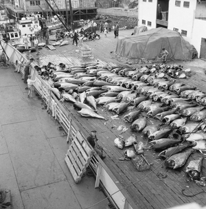 Tromsø 19540821. Summer's big fire in Western Norway. The big catch with a purse …, 1954 (photo)