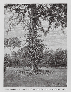 Canon-Ball Tree in Parade Gardens, Georgetown (engraving)