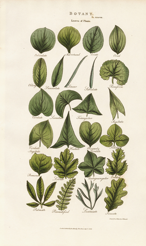 Leaf Forms in Botanical Morphology, 1813 (engraving)