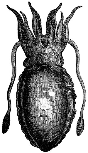 Squid