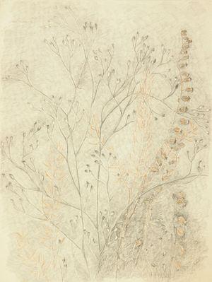 Wild Flowers, 1979 (pencil, colour pencil on paper)