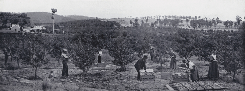 Fruit Growing near Bendigo (b/w photo)