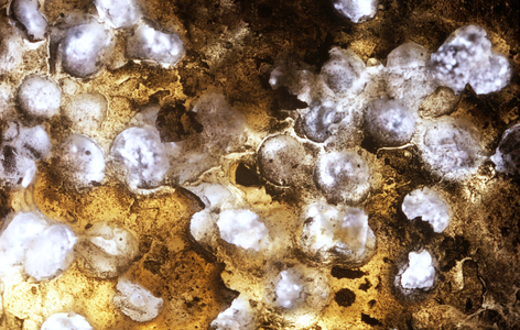 Embrace, 2019 (Negative)