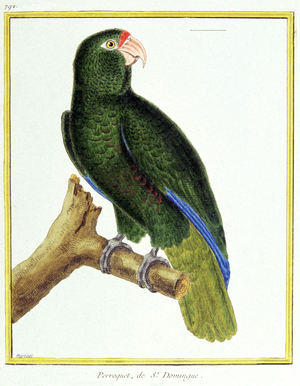 Science. Zoology. Parrot of Santo Domingo. Engraving by Francois Nicolas Martinet in: Histoire naturelle des oiseaux, by Georges Louis Leclerc de Buffon, France, c.1777 (colour engraving)