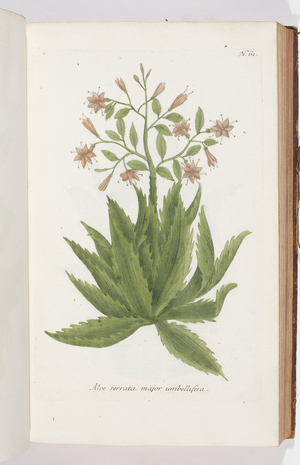 Aloe serrata major umbellifera, 1737 (engraving)