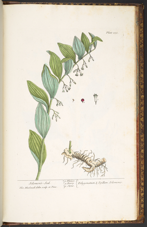 Plate 251, from 'A Curious Herbal', 1737 (coloured engraving)