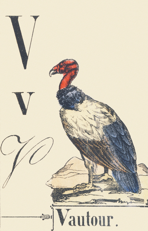 V: Vulture, c1880-1900 (illustration)