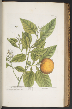 Plate 349, from 'A Curious Herbal', 1737 (coloured engraving)